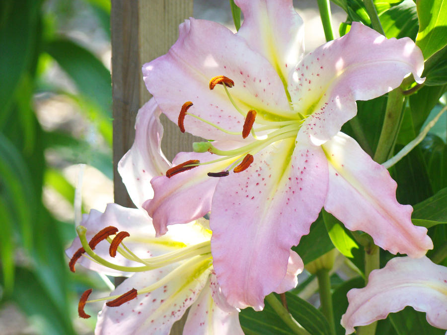 900x675 Close Up Lily Flowers