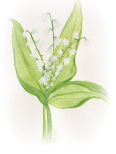 236x312 Lilies Of The Valley Original Watercolor Painting 16 X 12 In