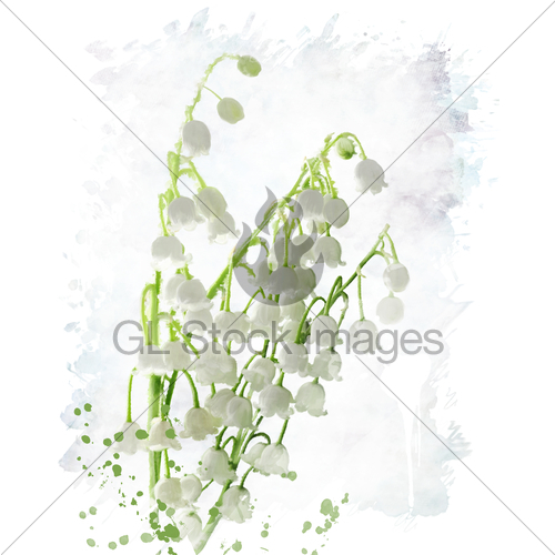 500x500 Lily Of The Valley Watercolor Gl Stock Images