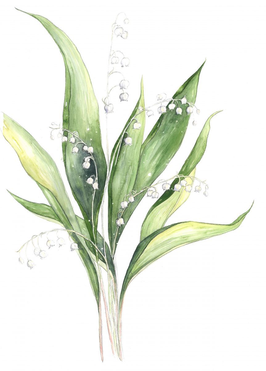 863x1200 Respite Lily Of The Valley (May)
