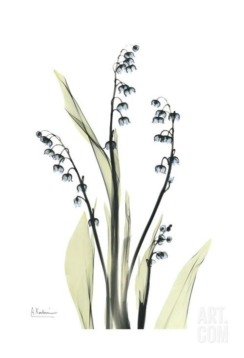 500x733 Lily Of The Valley Watercolor Tattoo Ideas Tattoo