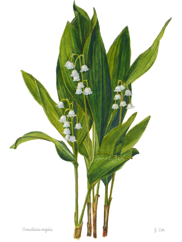 Lily Of The Valley Watercolor at GetDrawings | Free download