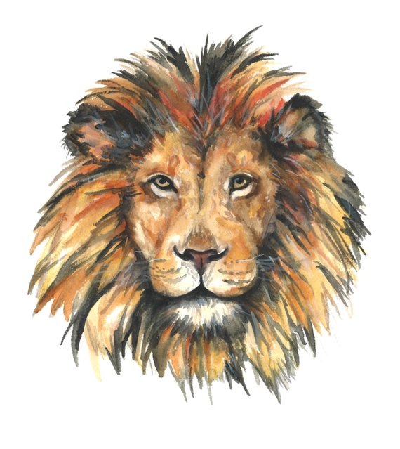 570x639 Lion Watercolor Print Lion Watercolor Painting Lion Art Etsy
