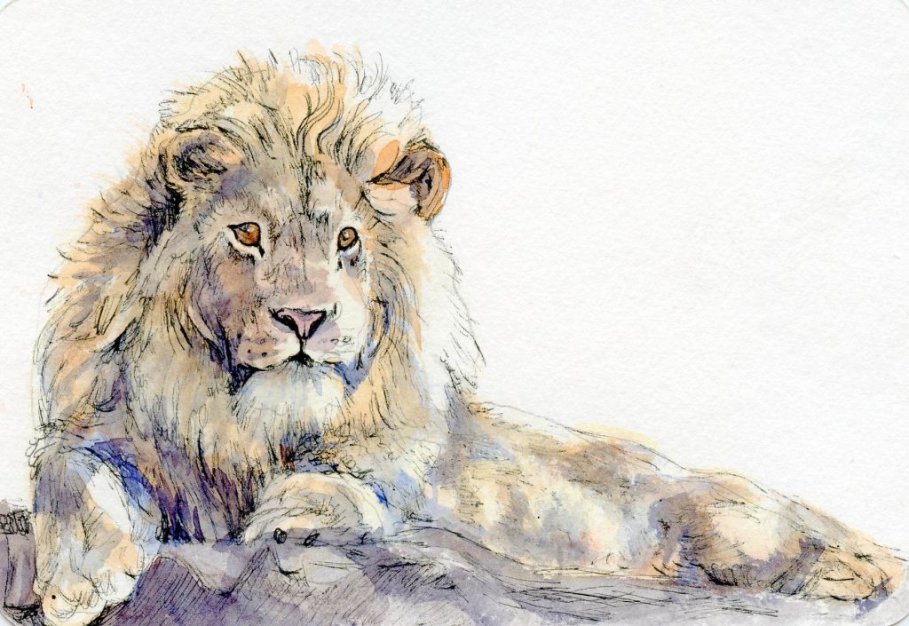 1024x705 How To Paint A Lion On A Watercolor Postcard ~ Tutorial