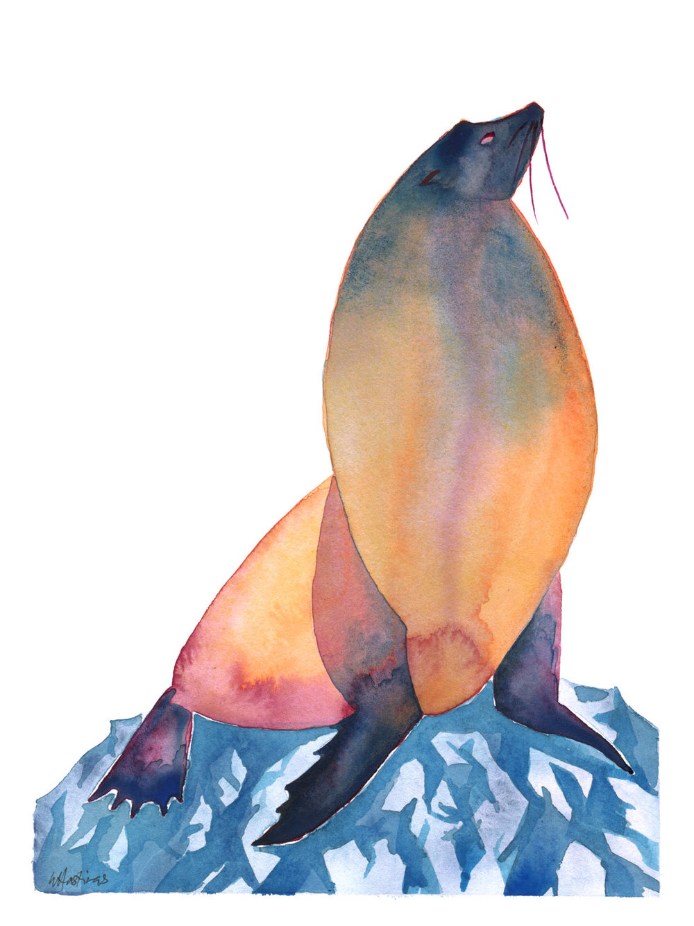 1000x1334 Bull Sea Lion