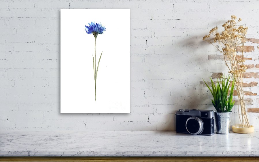 899x562 Cornflower Botanical Illustration, Knapweed Watercolor Painting
