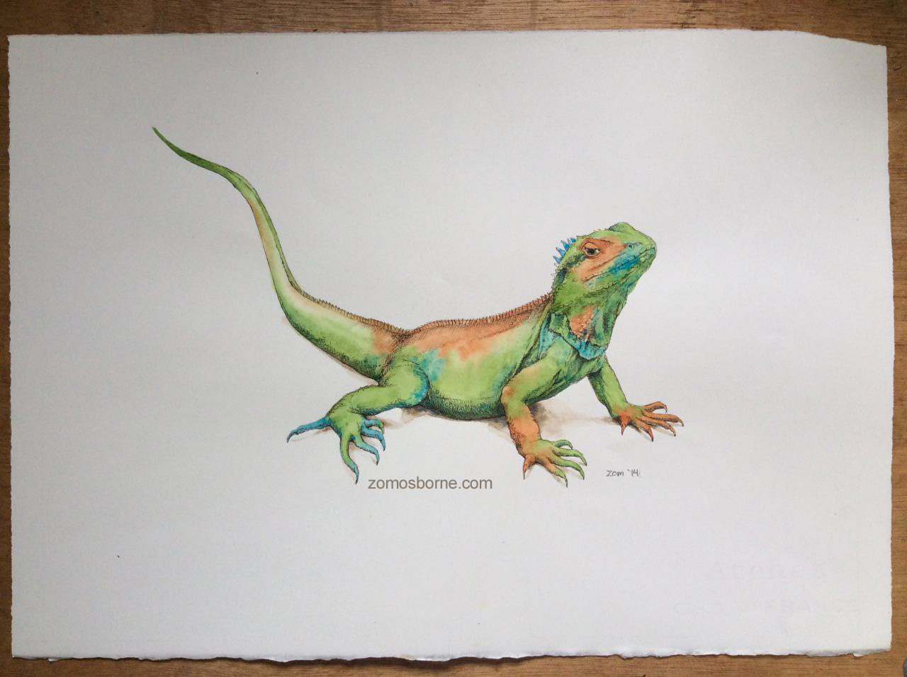 1280x956 Inspired By Birds And Lizards Zom Osborne