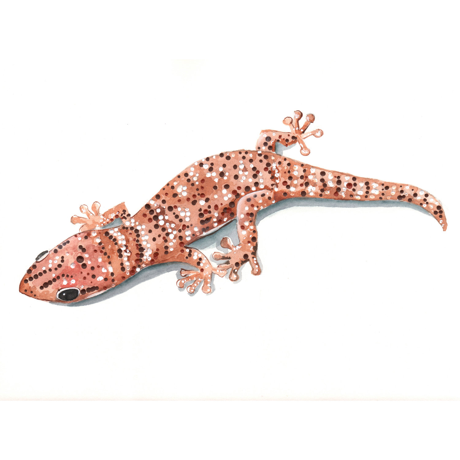 1500x1500 Lizard Pictures To Print Free Coloring Library