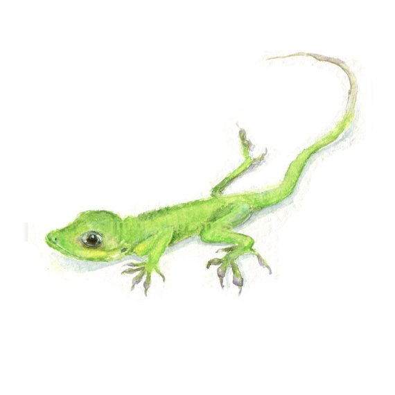 570x570 Watercolor Gecko Gecko Print Green Gecko Print Green Lizard Etsy