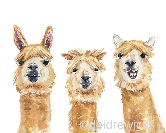 570x456 Llama Watercolour Print