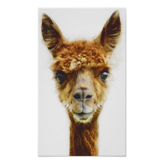 540x540 Funny Llama Watercolor Illustration Poster