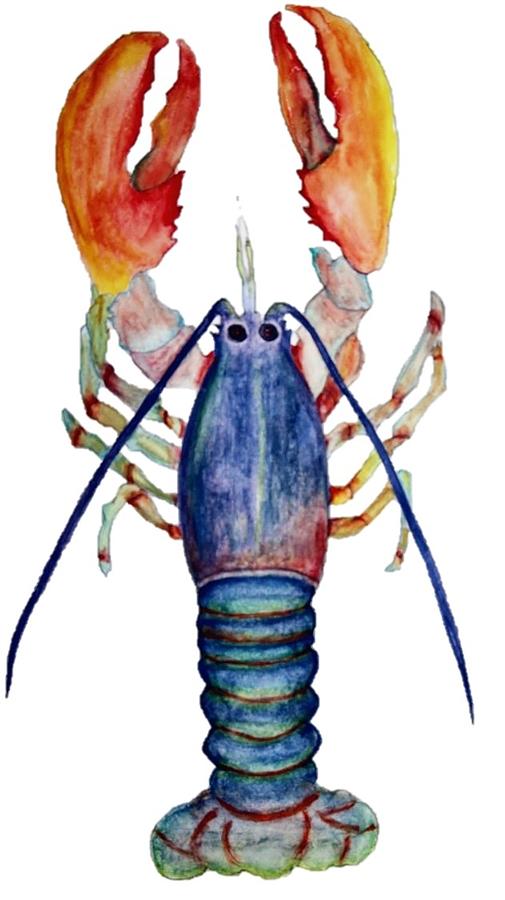 The best free Lobster watercolor images. Download from 72 free ...