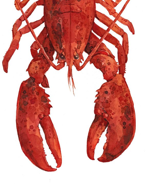 570x725 Red Lobster Watercolor Painting Print 11x14