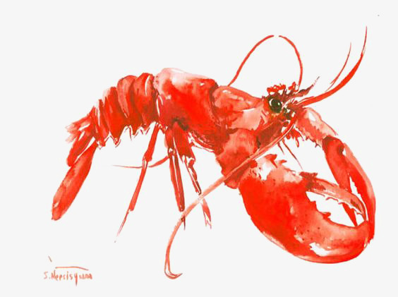 564x421 Watercolor Lobster, Watercolor Clipart, Lobster, Lobster
