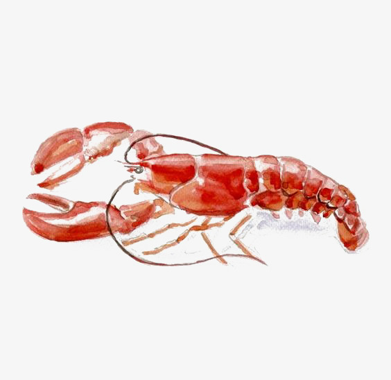 564x548 Watercolor Lobster, Watercolor Clipart, Lobsters, Lobster