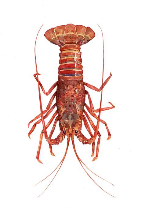 465x702 Rock Lobster Watercolor Illustration Watercolor