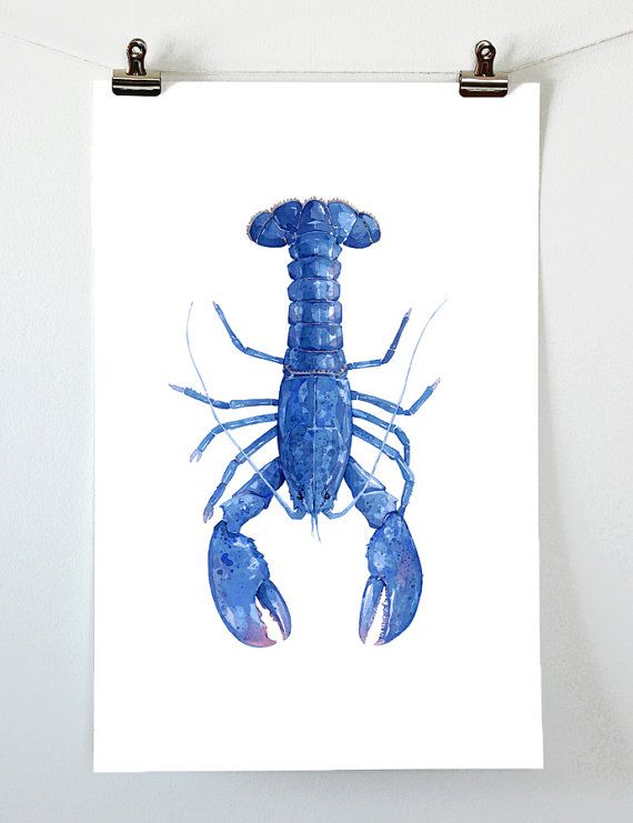 570x741 Blue Lobster Watercolor Painting 11x17 Print Maine