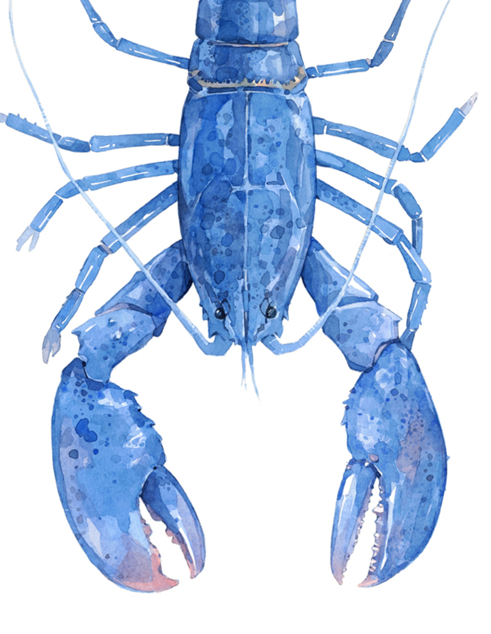 1600x2064 Blue Lobster Watercolor Art Print David Scheirer Watercolors