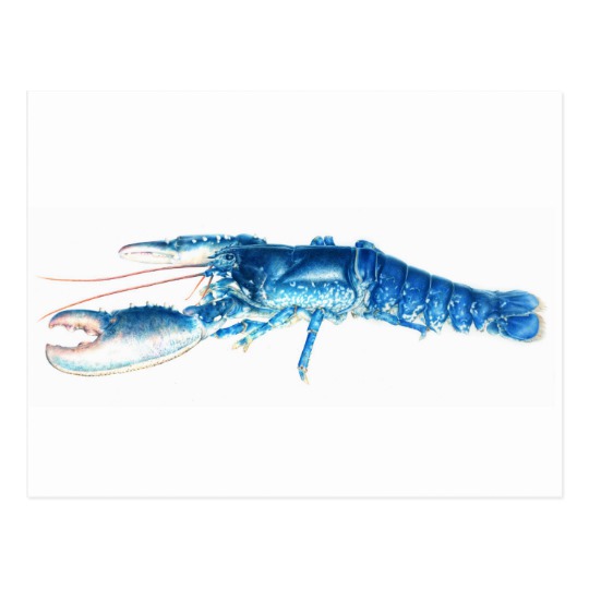 540x540 Blue Lobster Fine Art Watercolor Postcard