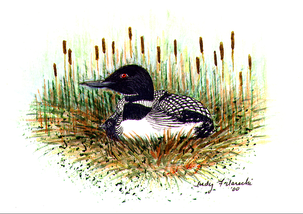 600x423 Loon And Baby Judy Filarecki Watercolor Painting By Judy Filarecki