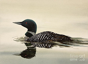 300x219 Loon Watercolor Prints Fine Art America