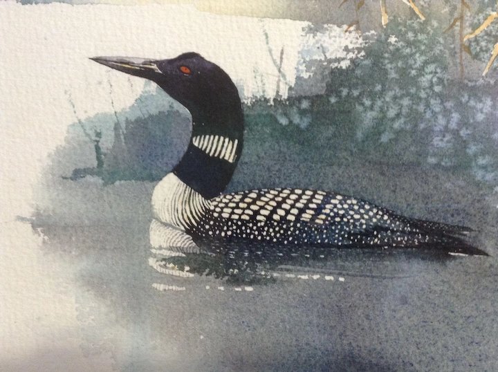 720x538 V. Buescher, Loon Bird