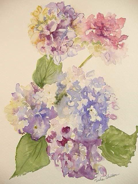 480x640 Hydrangias, Loose Watercolor In 2018 Artwatercolor Flowers