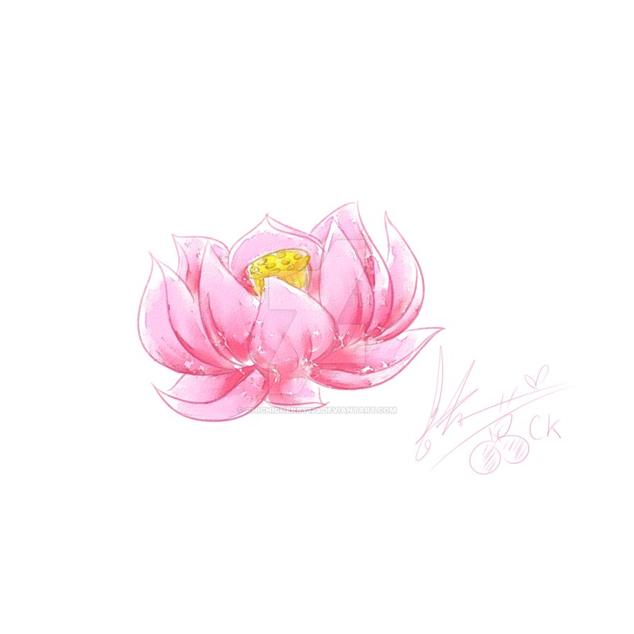 894x894 Lotus Flower