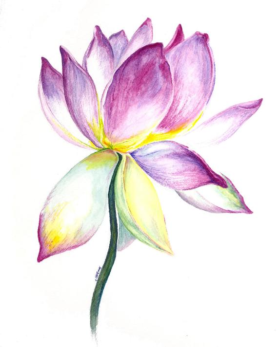 570x713 Lotus Flower Watercolor Painting Etsy