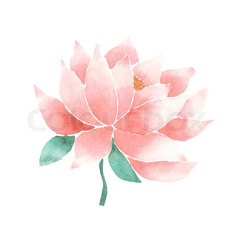 800x800 Watercolor Lotus Flower Pink. Vector Painted Decorative Element