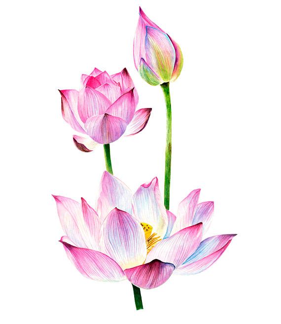 570x657 Watercolour Lotus Watercolor Clipart Card Floral Elements Eye Am