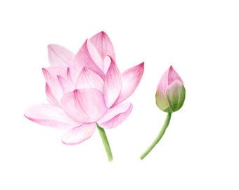 340x270 Watercolor Lotus Flower Tattoo