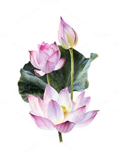 236x303 660 Best Lotus Images In 2018 Chinese Painting