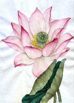 Lotus Flower Watercolor Painting