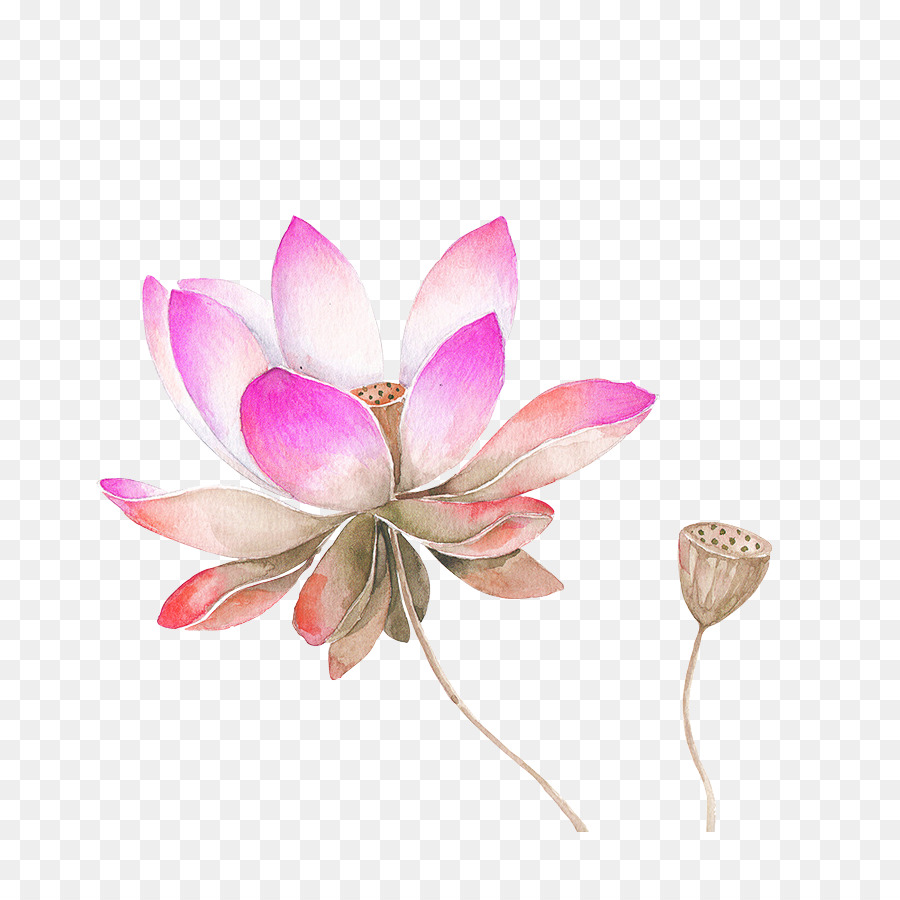 Lotus Flower Watercolor Painting At GetDrawings Free Download