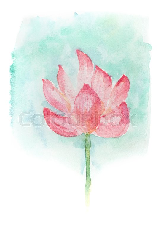 533x800 Abstract Watercolor Illustration Of Blossom Pink Lotus Flower