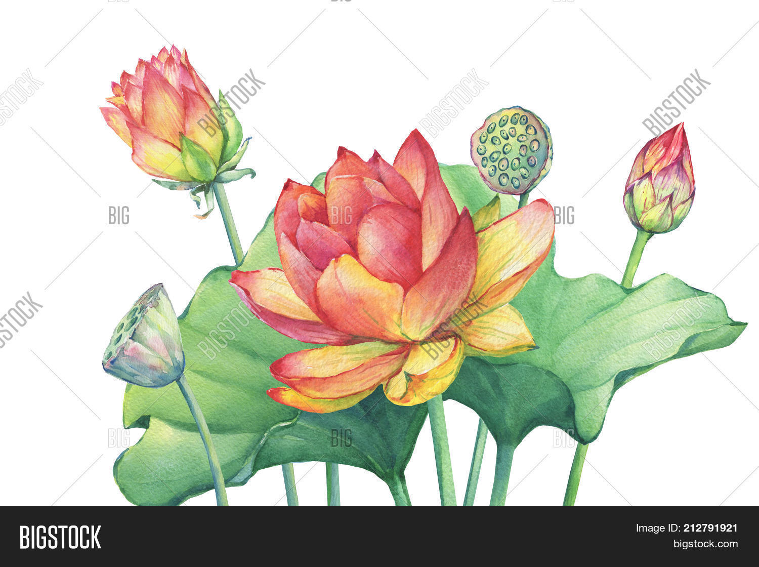 1500x1120 Powerpoint Template Poster Composition Of Pink Lotus Flower With