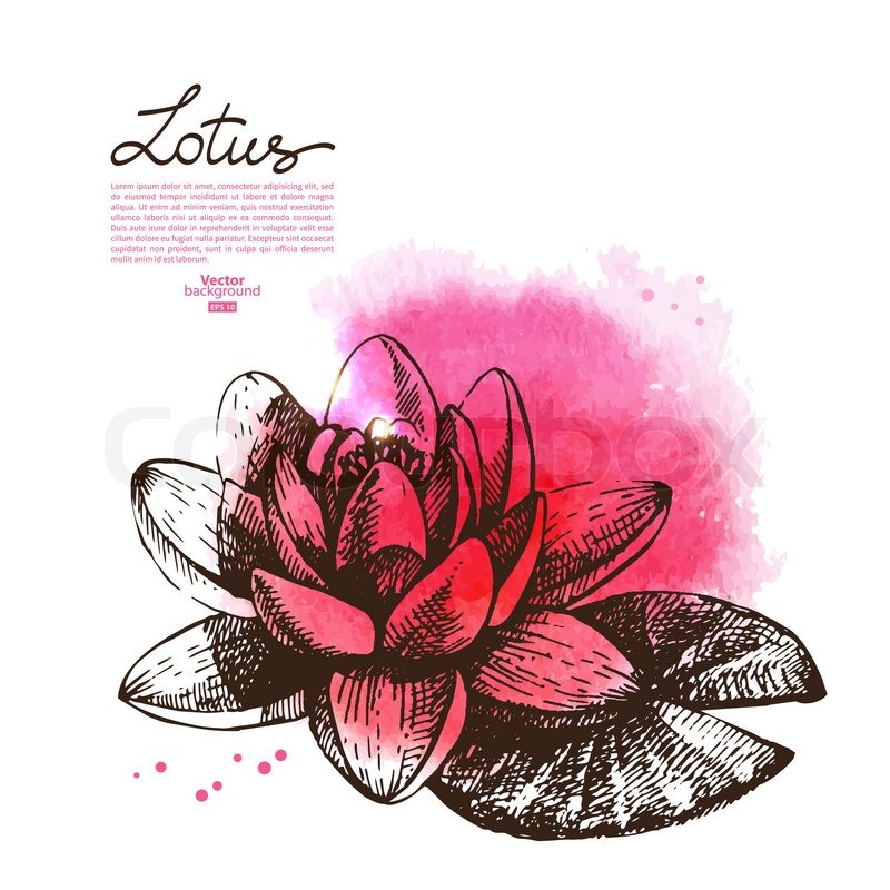 800x800 Background With Hand Drawn Sketch Beautiful Lotus Flower And