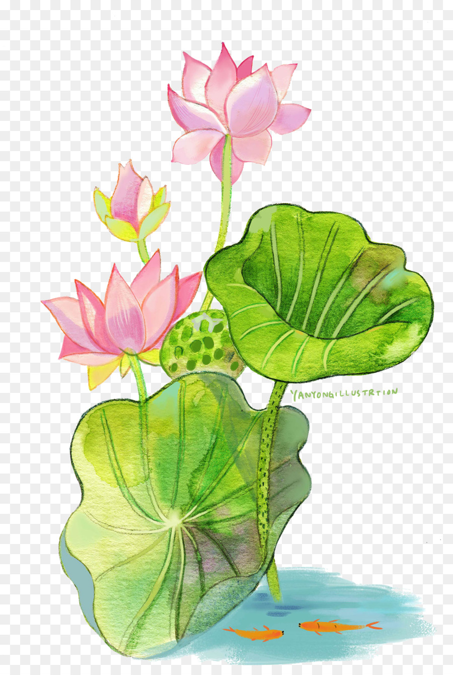 900x1340 Watercolor Painting Nelumbo Nucifera