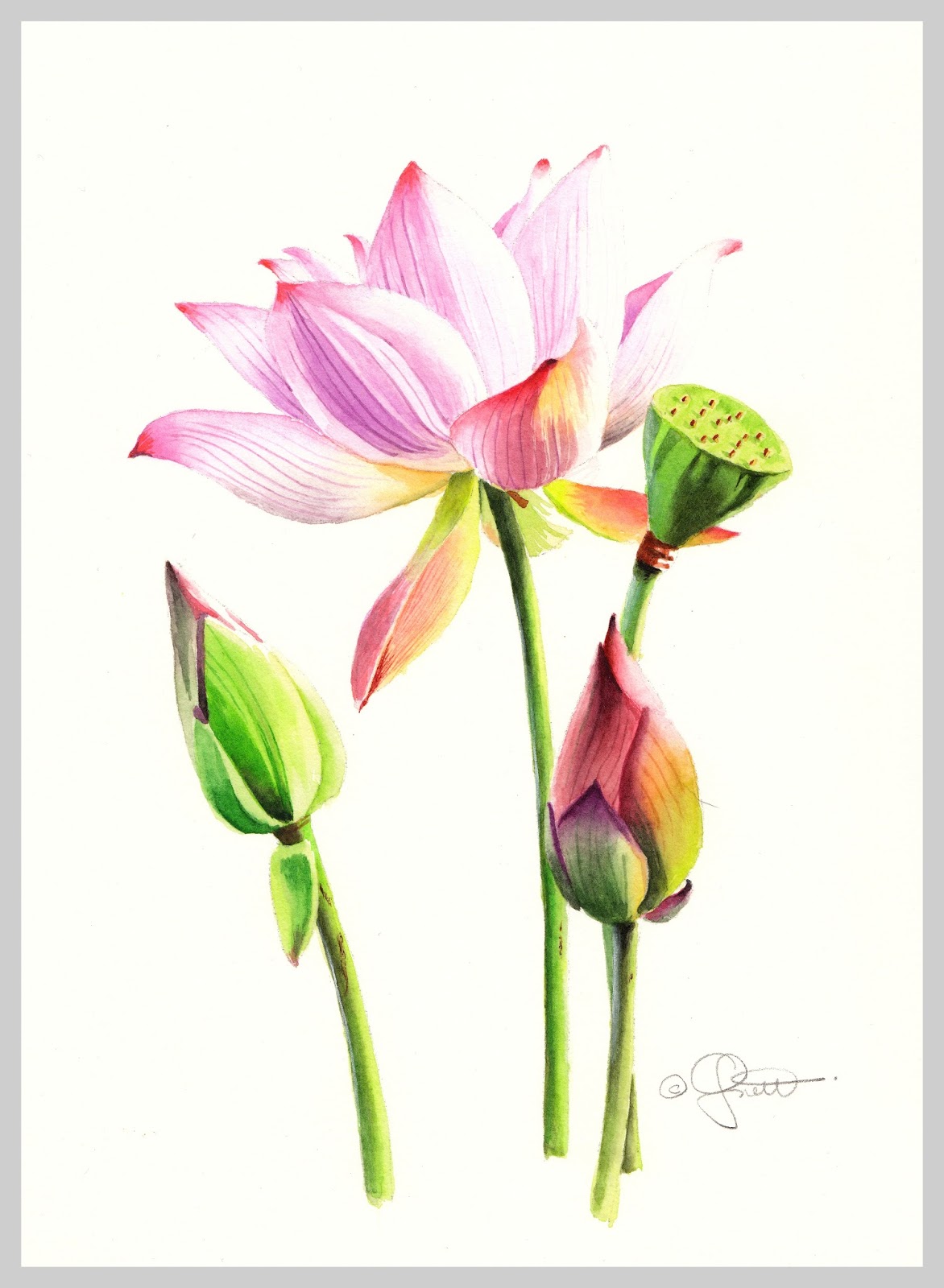 1172x1600 Contemporary Realism Lotus Blossom, New Watercolor, New