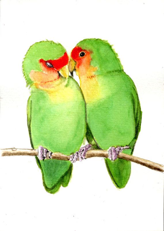 570x803 Peach Faced Lovebirds, 5x7 Print From Original By Earthspalette
