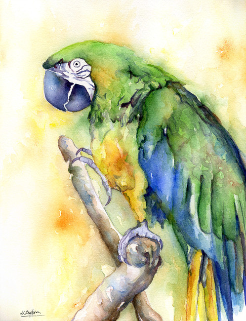498x650 Macaw Watercolor Original Painting