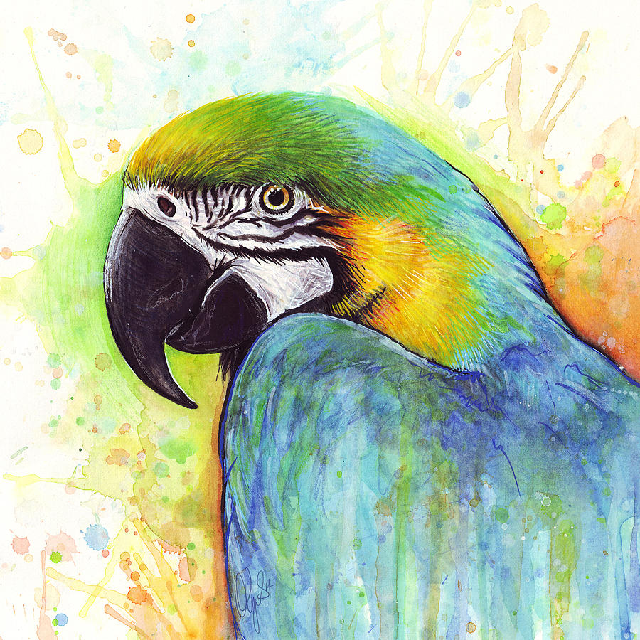 900x900 Macaw Watercolor Painting By Olga Shvartsur