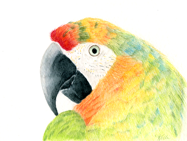 600x452 Macaw Watercolor Pencil Painting