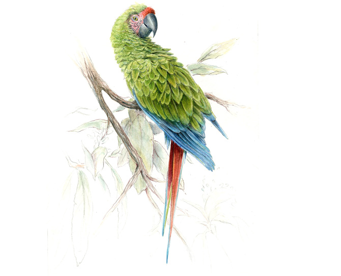 670x542 Military Macaw