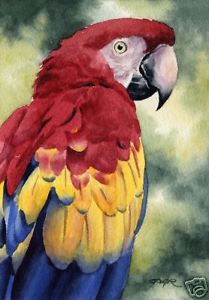 209x300 Scarlet Macaw Art Print Watercolor Painting 8 X 10 Signed By