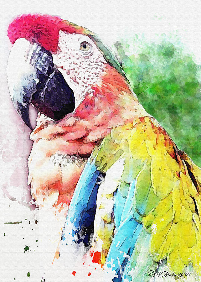 642x900 Watercolor Macaw Painting By William Martin