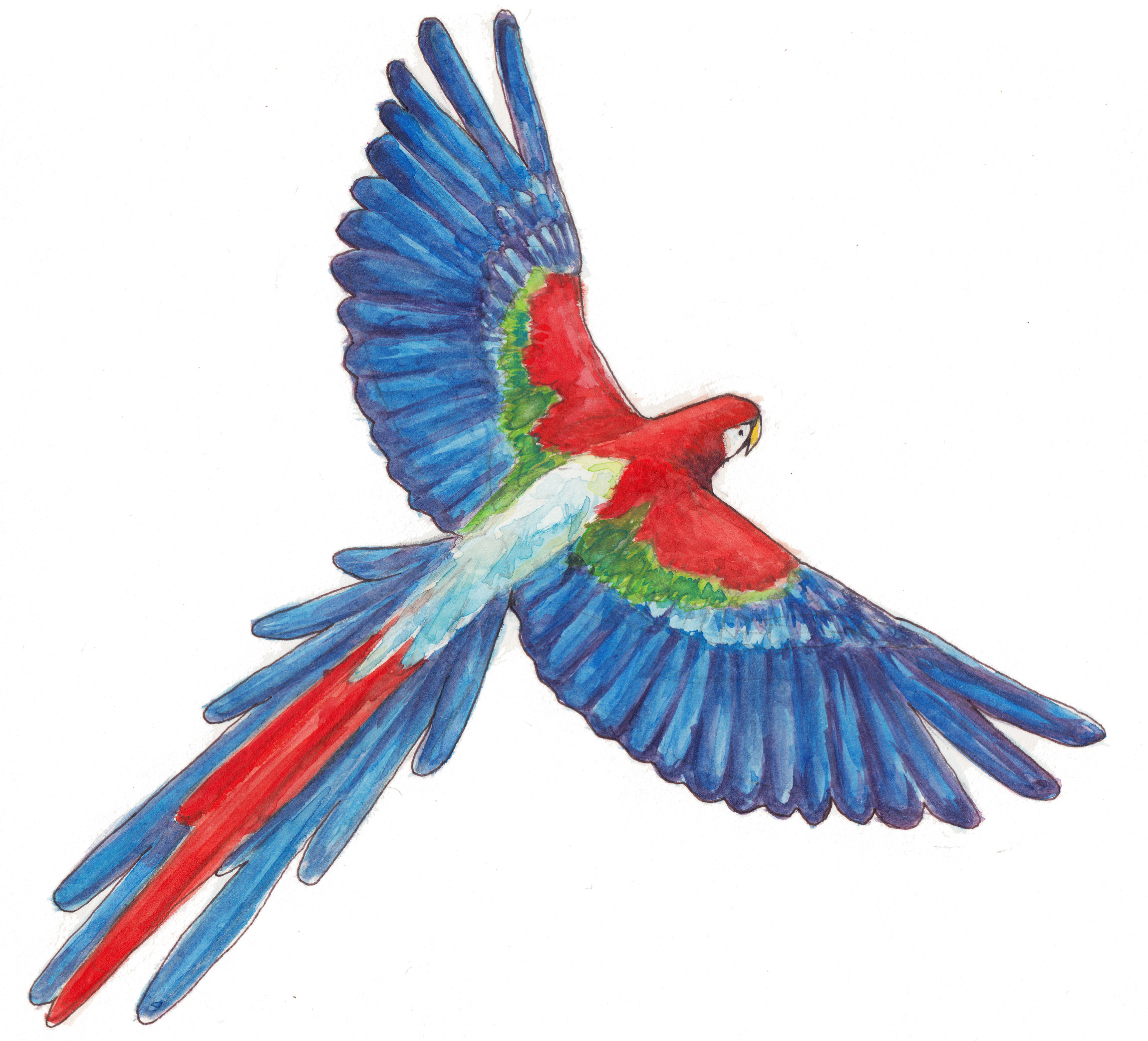 2300x2085 Macaw ,watercolor Painting