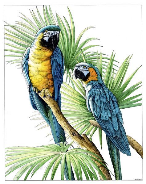 474x596 Macaw Watercolor Illustrations Tattoo Watercolor