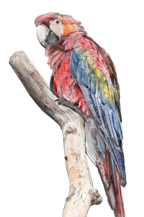 480x720 Free Photo Colorful Rainbow Bird Water Color Macaw Watercolor